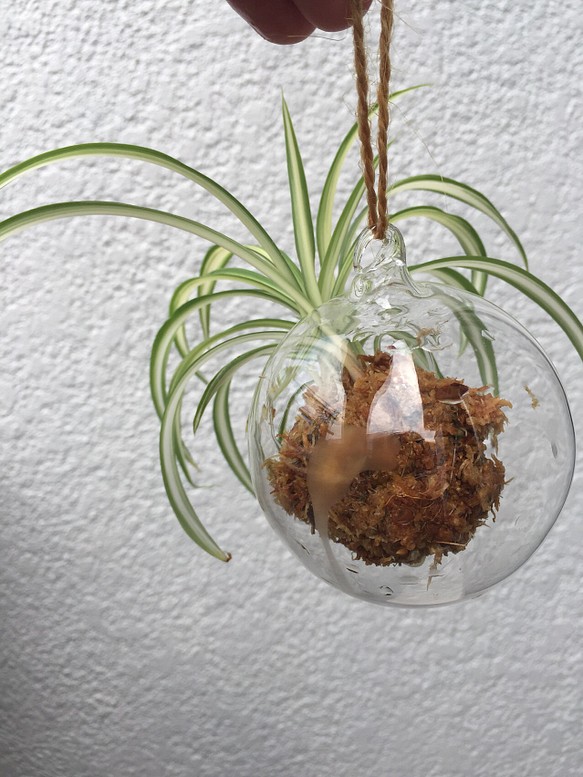 ハンギング ガラス 苔玉 オリヅルラン 1枚目の画像