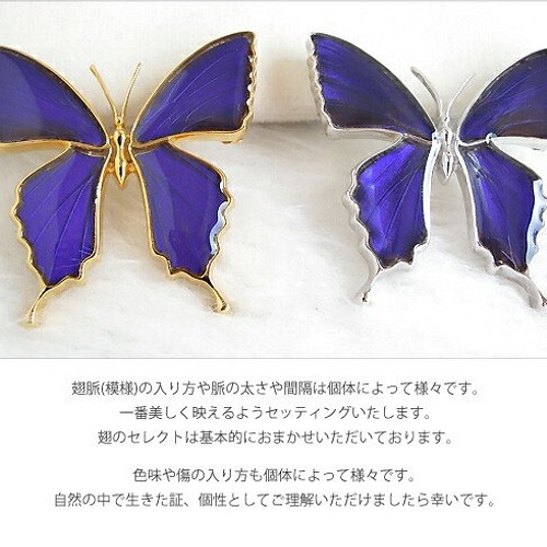本物の蝶の羽 蝶ブローチ兼ペンダント ムラサキツバメ [ps025-pur