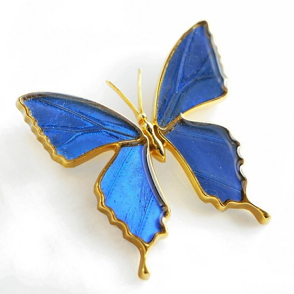 本物の蝶の羽　蝶ブローチ兼ペンダント　カキカモルフォ　[zps025g-cac] 1枚目の画像