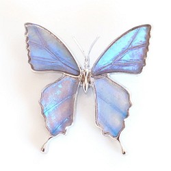 本物の蝶の羽 蝶ブローチ兼ペンダント オーロラモルフォ [zps025r-auro 