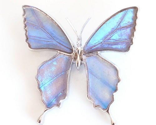 本物の蝶の羽 蝶ブローチ兼ペンダント オーロラモルフォ [zps025r-auro ...