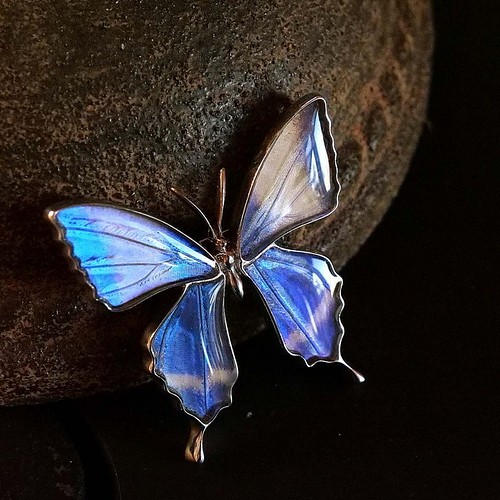 本物の蝶の羽 蝶ブローチ兼ペンダント キプリスモルフォ [zps025r-cyp1 