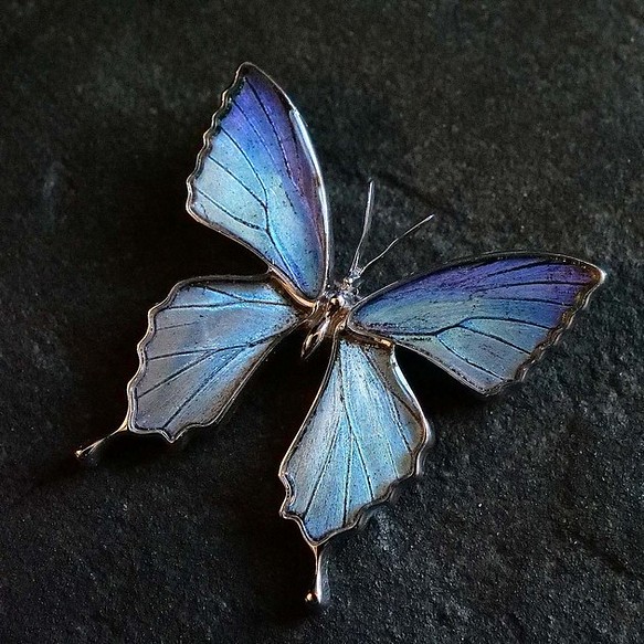 本物の蝶の羽　蝶ブローチ兼ペンダント　タミラスムラサキシジミ　[zps025r-thamy1] 1枚目の画像