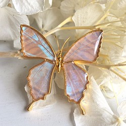 本物の蝶の羽　蝶ブローチ兼ペンダント　スルコウスキーモルフォ　[ps025-g-sul] 1枚目の画像