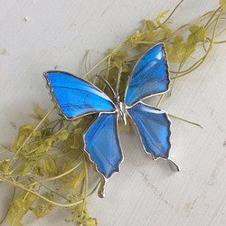 本物の蝶の羽　蝶ブローチ兼ペンダント　カキカモルフォ　[ps025-cac] 1枚目の画像