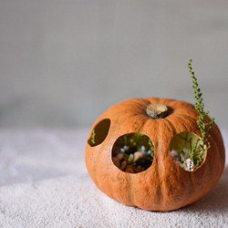 かぼちゃの中の小さな植物達の世界　(bell)　 1枚目の画像