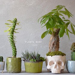 plants born （human） パキラ 1枚目の画像