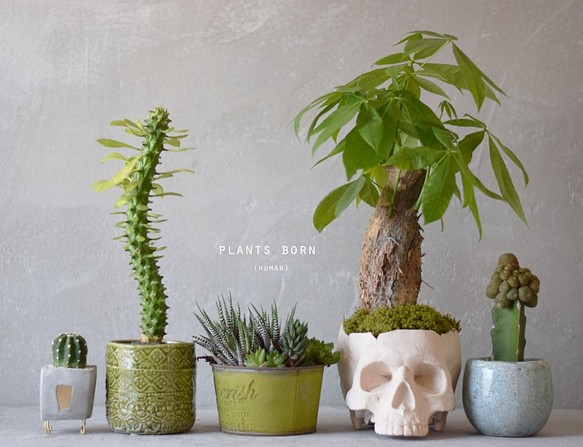 plants born （human） パキラ 1枚目の画像