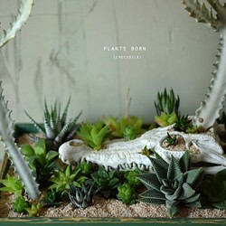 plants born （crocodile)　ハオルチア 1枚目の画像