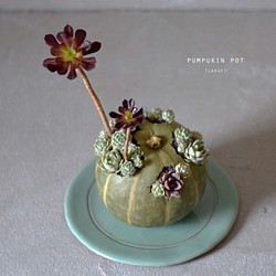 pumpkin pot（large) 多肉植物 1枚目の画像