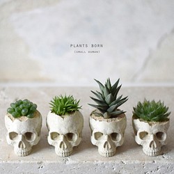 plants born （small human）ハオルチア 1枚目の画像