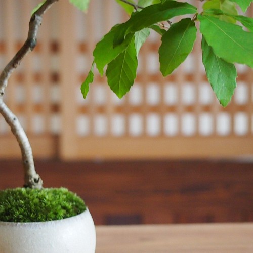 コナラ盆栽 苔盆栽 作家鉢 どんぐりの木 その他アート 木木 通販 