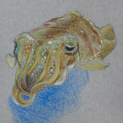 花枝 Cuttlefish 第1張的照片