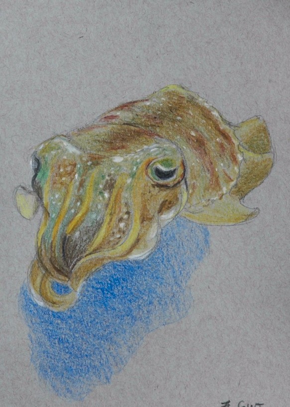 コウイカ Cuttlefish 1枚目の画像