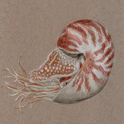 鸚鵡螺 Nautilidae 第1張的照片