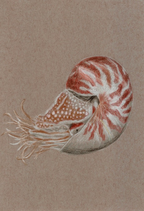 鸚鵡螺 Nautilidae 第1張的照片