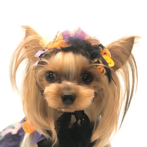 犬アクセサリー ハロウィンヘッドドレス ペット服 アクセサリー Ari Ra 通販 Creema クリーマ ハンドメイド 手作り クラフト作品の販売サイト