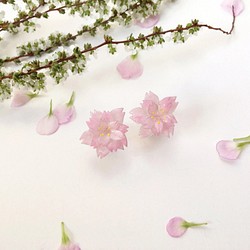 *Haku‧Neko* [さくらの花限定シリーズ] yaezakura多層花びら[15/8に順序を受け入れるために]ピンクの桜の 1枚目の画像