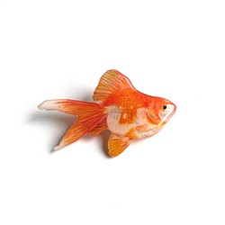 金魚のブローチ 1枚目の画像