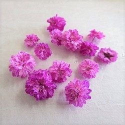 八重コデマリピンク色　立体乾燥花２ケース 1枚目の画像