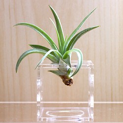 AirPlanter Cube(clear type) 1枚目の画像