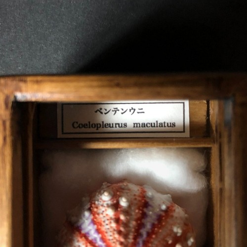 ウニ殻骨格標本箱11個セット。 その他インテリア雑貨 標本部屋を覗く 