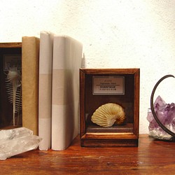 タコブネの貝殻標本箱（小さめ）。 1枚目の画像