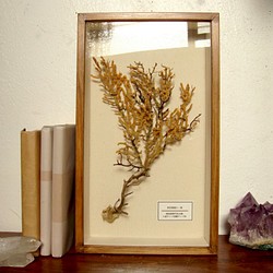 軟質珊瑚の１種標本その七。 1枚目の画像
