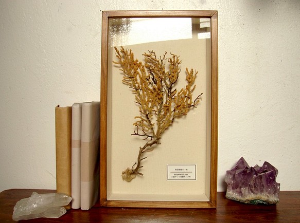 軟質珊瑚の１種標本その七。 1枚目の画像