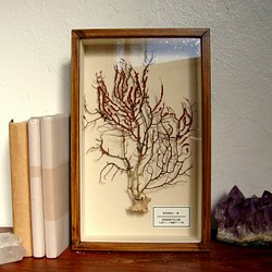 ＜5周年セール中＞軟質珊瑚の１種標本その十。 1枚目の画像