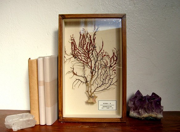 ＜5周年セール中＞軟質珊瑚の１種標本その十。 1枚目の画像