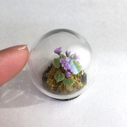 Tachitsubo紫羅蘭的玻璃圓頂 第1張的照片