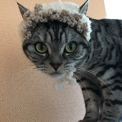 猫用帽子 羊風もふもふ 1枚目の画像