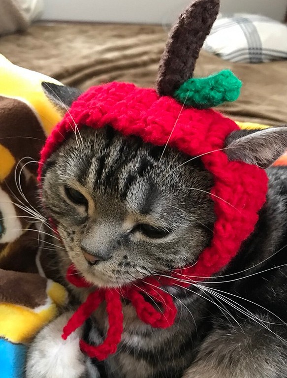 猫用帽子 りんご 1枚目の画像