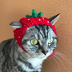 再販！猫用帽子 イチゴちゃん 1枚目の画像