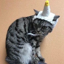 猫用帽子 ユニコーン 1枚目の画像