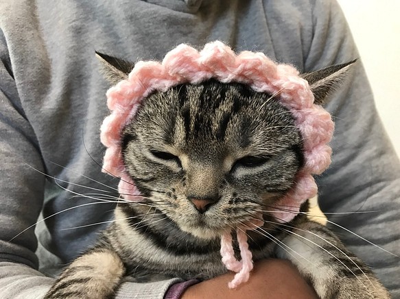 猫用帽子 桜 1枚目の画像
