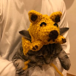 猫用帽子 とんがり耳わんちゃん 1枚目の画像