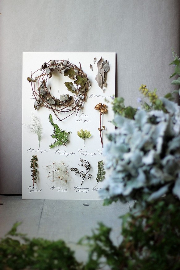 植物圖鑑《土生土長》‧Herbarium‧植物標本‧乾燥花相框 第1張的照片