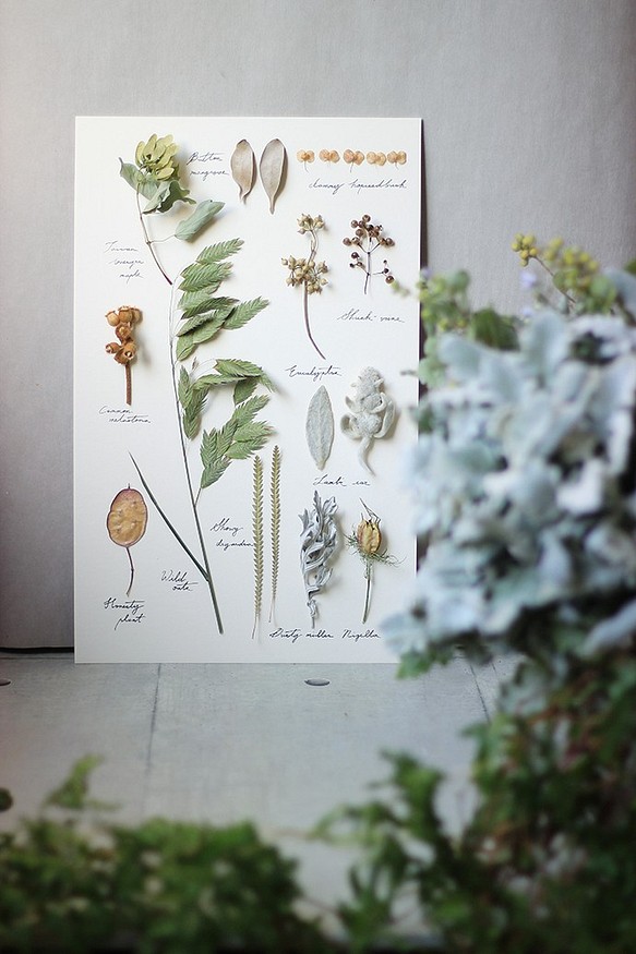 植物圖鑑《風吹來時》‧Herbarium‧植物標本‧乾燥花相框 第1張的照片