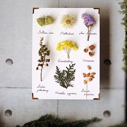 【法洛勒姆】植物圖鑑‧標本‧乾燥花壁掛‧乾燥花擺飾 第1張的照片