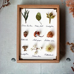 【85折】【法洛勒姆】植物圖鑑‧標本‧乾燥花壁掛‧乾燥花擺飾 第1張的照片