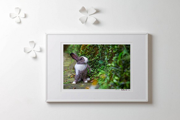 【Friend Rabbit 友愛兔】 兔子攝影藝術品 -《藍色眼眸 》 第1張的照片