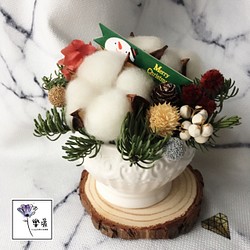 樂愛L’e Love-冬日棉花諾貝松聖誕乾燥盆花 第1張的照片