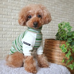 S★グリーン★マルチボーダー リブニット  小型犬S～MS 1枚目の画像