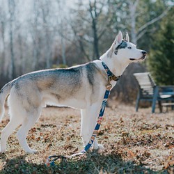 トロピカルリーフ　中型犬首輪&リードのセット　アンティークゴールド 1枚目の画像