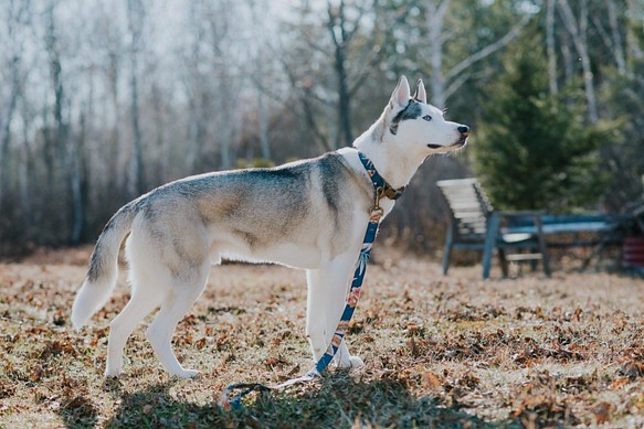 トロピカルリーフ　中型犬首輪&リードのセット　アンティークゴールド 1枚目の画像