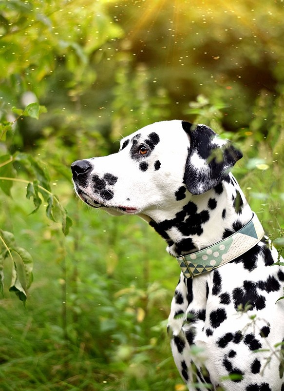 geo patchwork 首輪　中型犬　Mサイズ　アンティークゴールド 1枚目の画像