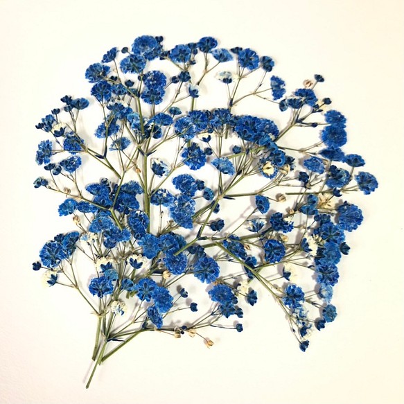 【押し花素材】かすみ草　ブルー 1枚目の画像