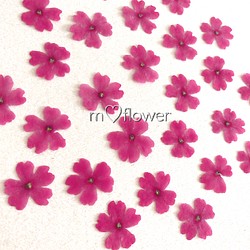 【天然無着色】ラズベリーピンクのバーベナ＊押し花素材 1枚目の画像